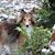 Diane Craig Linthicum's profile image