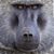 Shayne Smith's profile image