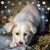 Diane Wene Bartman's profile image