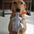 Darla Ulrich's profile image