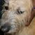 Dorothea Baffour's profile image