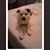 Tammy Boan's profile image