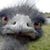 Debbie Jo's profile image
