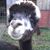 Laurie Holthouse's profile image