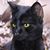 Michelle Johnson's profile image