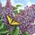 Linda Dearing-Dziczek's profile image