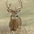 Brandon Coady's profile image