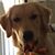Lisa Poslock's profile image