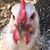 Karen Lemoine Musselman's profile image