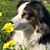 Rose Ann Kelly Shultis's profile image