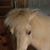 Kathleen Ponygirl's profile image