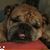 Sharon Nicole d'Augereaux's profile image