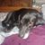 Laurie Messerschmidt's profile image