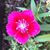 Barbara Buse Dodge's profile image