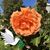 Roshni Naren's profile image