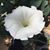 Elizabeth Hunter Mathews's profile image
