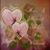 Cheryl LouisemichelleBrehm Forstner's profile image