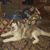 Maureen Mansbridge Moschetti's profile image