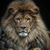 Steve Trogdon's profile image