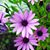 Sara Mammosser's profile image