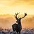 Steeve Van Musti's profile image