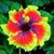 Rae Ann Walker's profile image