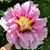 Mary Bartholomew's profile image