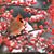Alicia Wireman Morse's profile image