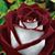 Stephanie Breeden's profile image