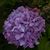 DeDe Sproul's profile image