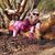 Idena Suzanne's profile image