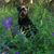 Julie Shafer-Hendrickson's profile image