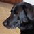Angela Carlberg Norpel's profile image