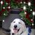 Sharon Obradovich-Bigham's profile image