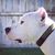 Olmedo Francisco Hugo's profile image