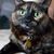 Delia M Rose's profile image