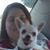 Sydney Raxceni's profile image