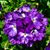 Sandy Gonsalez Plarske's profile image