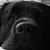 Chet Ian Galek's profile image