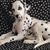 Karen Pever's profile image