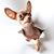 Cupitecatl GS's profile image