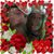 Sharon Lord's profile image
