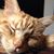 Renate Gilliland's profile image