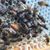 Jacqueline Willard's profile image
