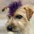 Christine McDermott Trovato's profile image