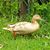 Nicholas Gerner's profile image