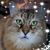 Laura Wetherbee Hassum's profile image