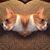 Chris Johnston's profile image
