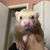 Robin Pikscher's profile image