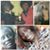 Nictalia MizzIndependent Goodman's profile image